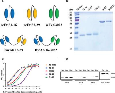 A neutralizing bispecific single-chain antibody against SARS-CoV-2 Omicron variant produced based on CR3022